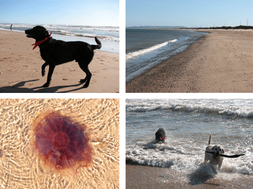 Dogs at the Beach, Be carefull